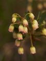 Enkianthus campanulatus Enkiant dzwonkowaty